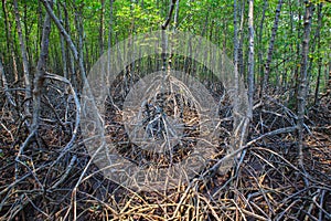 Beautiful natural mangrove tree root structure in nature mangrov
