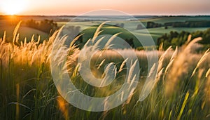 Beautiful natural panoramic rural landscape. Blooming wild tall grass in nature at sunset in warm summer. Pastoral landscapes