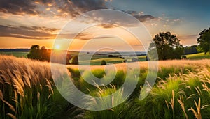 Beautiful natural panoramic rural landscape. Blooming wild tall grass in nature at sunset in warm summer. Pastoral landscapes