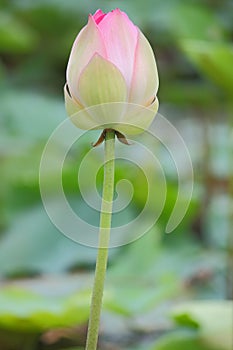 Beautiful natural pink blooming lotus flower in pond .