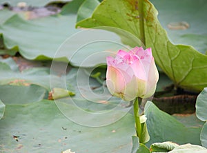 Beautiful natural pink blooming lotus flower in pond .