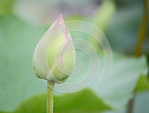 Beautiful natural pink blooming lotus flower in pond .