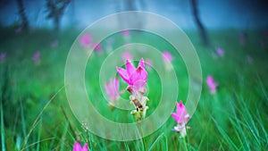 Beautiful Natural pink flower Siam Tulips or Dok krachiao with green nature background at Chaiyaphum Thailand