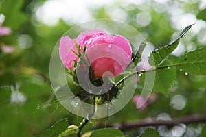 Beautiful natural pink and white roses with water drops