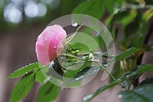 Beautiful natural pink and white roses with water drops