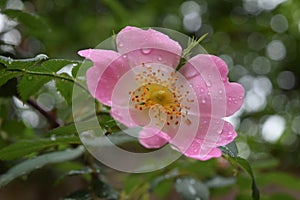 Beautiful natural pink and white roses with water drops