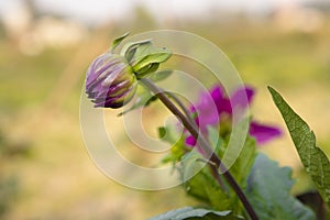 Beautiful Natural Purple Color flower Buds with Blurry Background