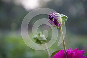 Beautiful Natural Purple Color flower Buds with Blurry Background