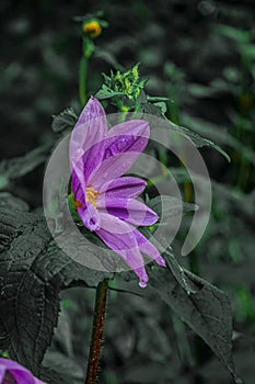 Beautiful natural purple flower water drops