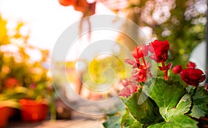 Beautiful natural red Begonia flower