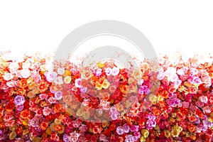 Beautiful natural red roses flower background for special occasions