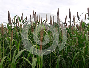 This is a beautiful natural scene of bajara crops