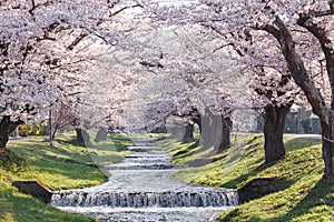 Beautiful natural scene of a tunnel of full blooming cherry blossom trees