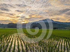 Beautiful natural scenery of green rice fields in the village when the sun rises over Mount Tampomas, Sumedang city, Indonesia.