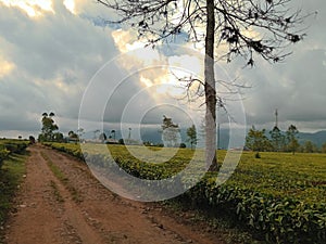 beautiful natural scenery in the tea garden