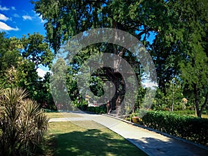 Beautiful And Natural Scenery Of Tropical Garden With Big And Old Trees At Tangguwisia Village