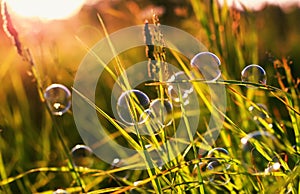 Beautiful natural with summer clear green meadow and soap bubbles brightly shimmer and lie on the orange sunset background
