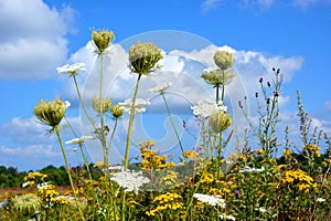 Beautiful natural summer landscape. Wildflowers and daisies close-up against a blue sky and white clouds. Prairie grasses grow in