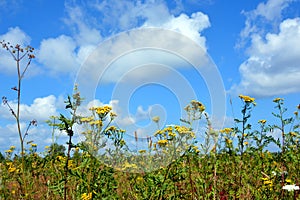 Beautiful natural summer landscape. Wildflowers and daisies close-up against a blue sky and white clouds. Prairie grasses grow in