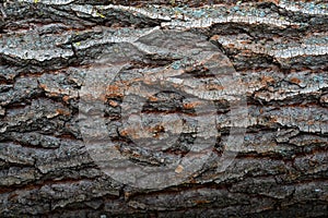 beautiful natural texture of bark wood plank use as nature wooden textured