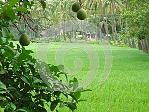 beautiful natural trees in village