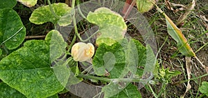 Beautiful and natural vegetable flower image