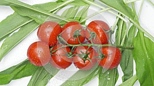 Beautiful natural vegetables tomatoes on a branch on Green wild garlic