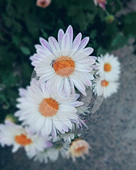 A beautiful natural view colurful flowers,nature concept