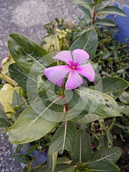 A beautiful natural view colurful flowers,nature concept