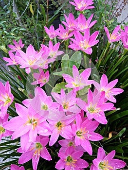 A beautiful natural view colurful flowers,nature concept