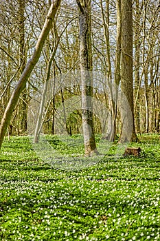 Beautiful, natural view of large bare trees in a green forest landscape outside in winter. Outdoor park view of grass