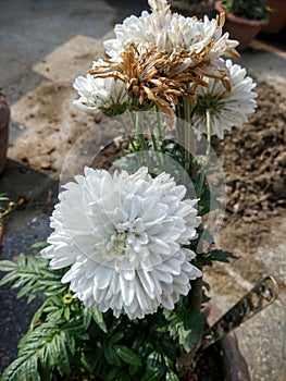 A beautiful natural view white flowers,nature concept