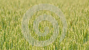 Beautiful natural wheat field. Agricultural business. Ripe cereal harvest. Golden wheat field. Slow motion.
