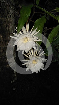 Beautiful natural white color Epiphyllum oxypetalum flowers of srilanka photo