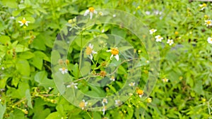 Beautiful natural white grass flowers in the green garden