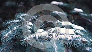 Beautiful natural winter background. pine tree branches covered with snow. Frozen tree branch in winter forest. Close up