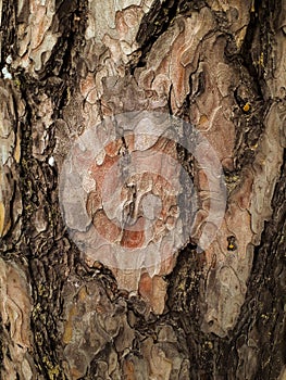 Natural texture of pine bark. photo