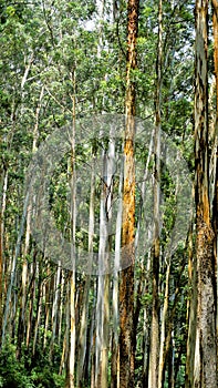 Beautiful natural woods pattern formed by Eucalyptus trees in forest in Gudalur to Ooty road. Amazing landscape view of natural
