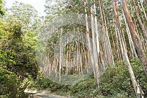 Beautiful natural woods pattern formed by Eucalyptus trees in forest in Gudalur to Ooty road. Amazing landscape view of natural pa photo