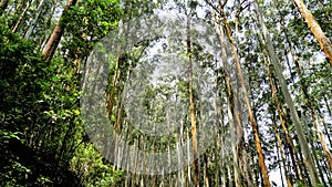 Beautiful natural woods pattern formed by Eucalyptus trees in forest in Gudalur to Ooty road. Amazing landscape view of natural photo