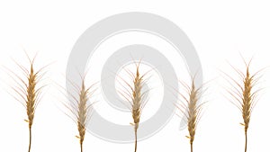 Beautiful natural yellow barley isolated on white background