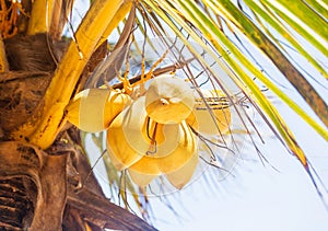 Beautiful natural yellow coconat fruit on palm tree in the sunny summer day. Healthy fresh food outside Kenya, Africa. Close up