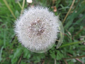 beautiful natural yellow dandelion flower delicate light fluff photo