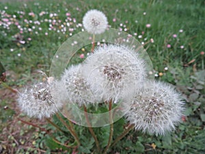 beautiful natural yellow dandelion flower delicate light fluff photo