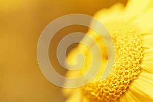 Beautiful natural yellow flower on blurred background with copy space. Beautiful daisy with pollen in macro