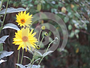 Beautiful natural yellow flowers to decorate with good smell