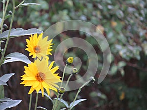 Beautiful natural yellow flowers to decorate with good smell photo