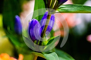 Beautiful naturalistic background with part of blue flower with leaves. the contrast of the two colors makes the image fabulous