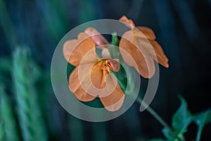 Beautiful naturalistic background with part of orange flower with leaves. the contrast of the two colors makes the image fabulous.