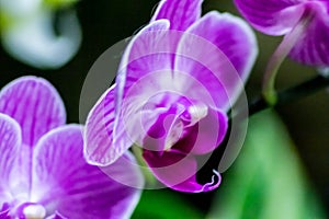 Beautiful naturalistic background with part of purple flower with leaves. the contrast of the two colors makes the image fabulous.